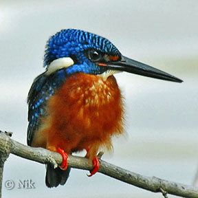 Blue-eared Kingfisher (Alcedo meninting) by Nikhil Devasar