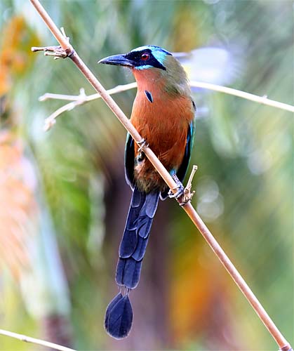 Blue-crowned Motmot (Momotus coeruliceps) by Ian