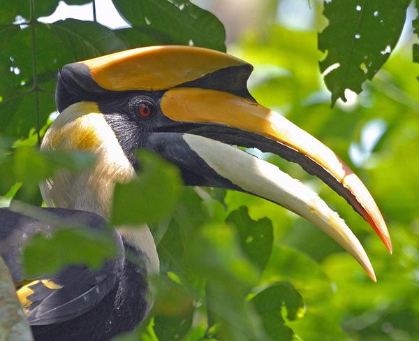Great Hornbill (Buceros bicornis) by Nikhil Devasar