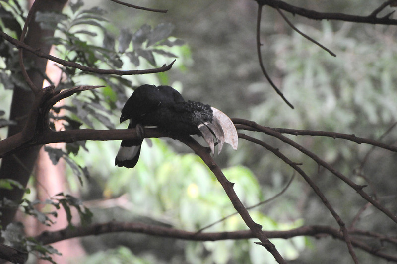 Silvery-cheeked Hornbill (Bycanistes brevis) by Bob-Nan