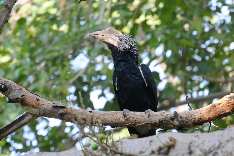Silvery-cheeked Hornbill (Bycanistes brevis) by Bob-Nan