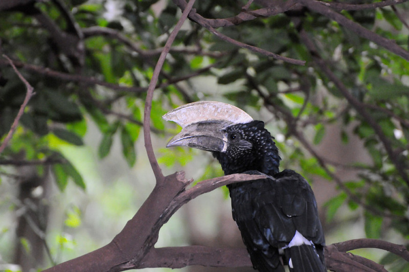 Silvery-cheeked Hornbill (Bycanistes brevis) by Bob-Nan