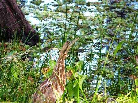 American Bittern (Botaurus lentiginosus) by Lee