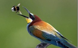 Birds Who Build Pyramids by Creation&nbsp;Moments