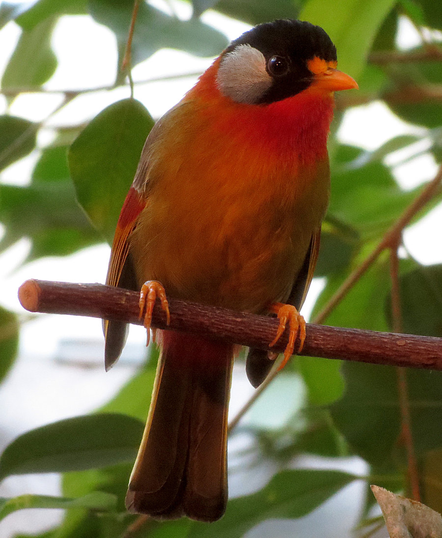 Silver-eared Mesia (Leiothrix argentauris) by_hotnstock ©©Bing