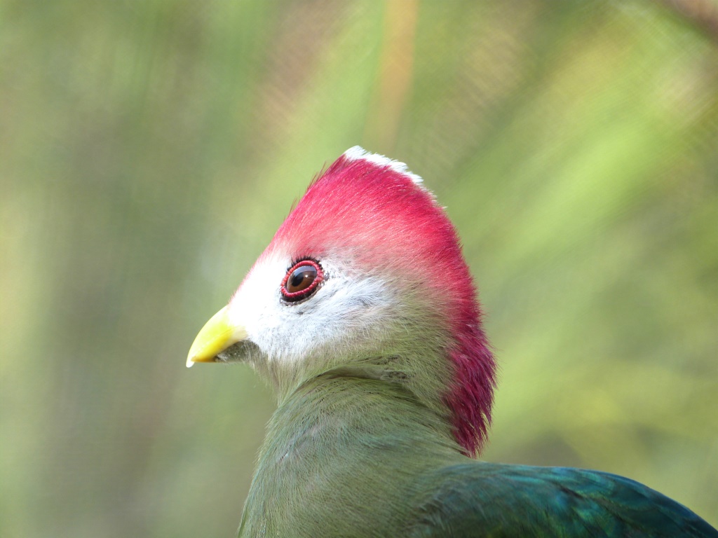 Red-crested Turaco (Tauraco erythrolophus) Brevard Zoo by Lee