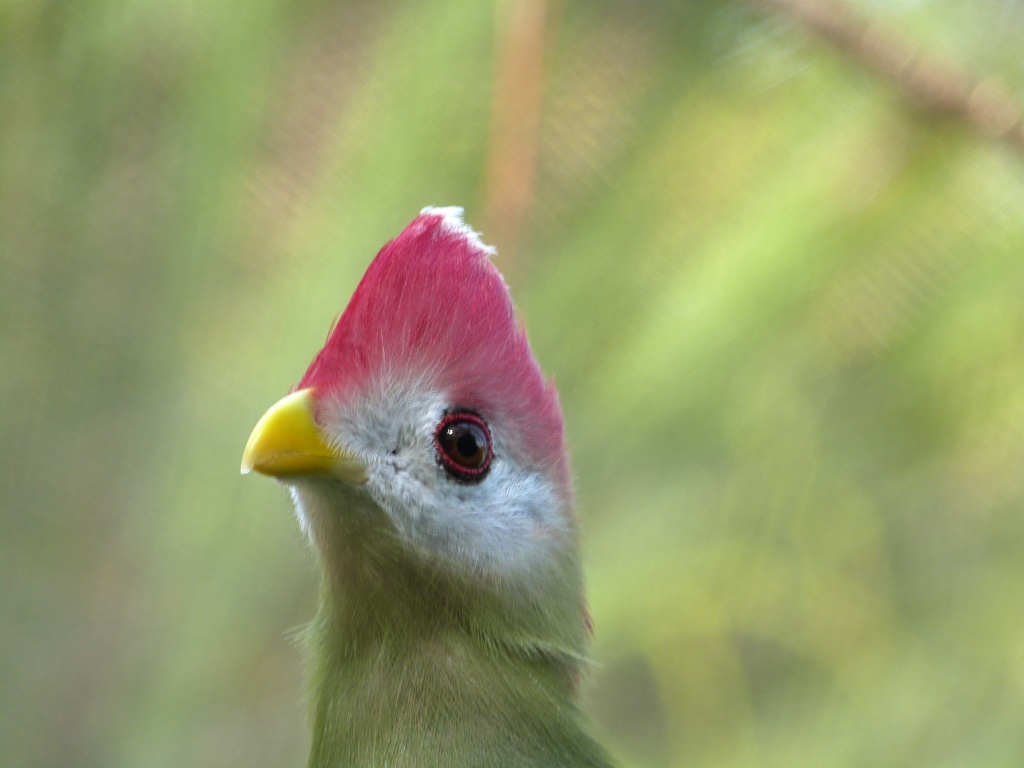 Red-crested Turaco (Tauraco erythrolophus) Brevard Zoo by Lee