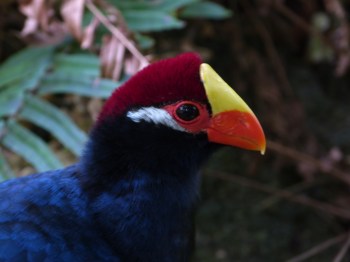 Ross's Turaco (Musophaga rossae) Brevard Zoo 120913 by Lee 
