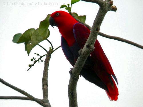 Eclectus Parrot (Eclectus roratus) ©©Bing