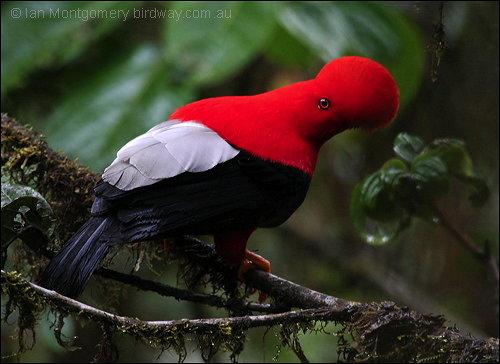 Cock-of-the-rock ©©Bing