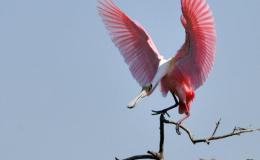 A New Flyover – Roseate&nbsp;Spoonbill