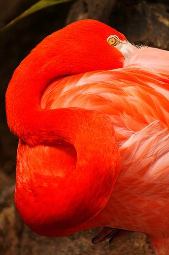 Flamingo ©©Bing