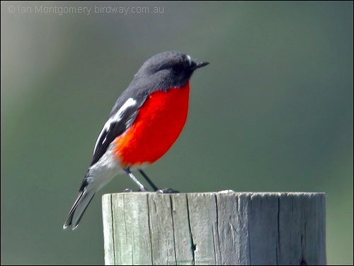 Flame Robin (Petroica phoenicea) by Ian