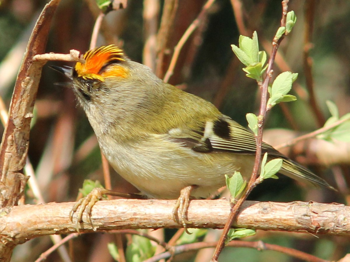 Goldcrest