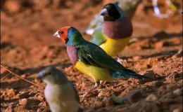 Colorful Gouldian Finches From&nbsp;Australia