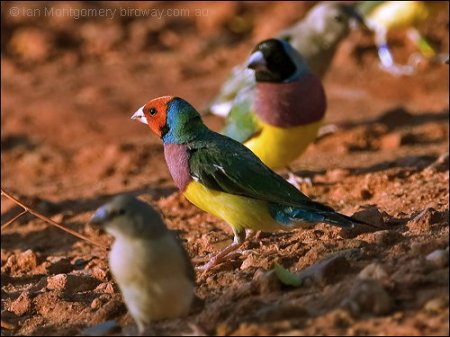 Gouldian Finch (Erythrura gouldiae) by Ian