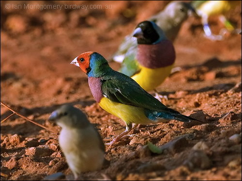 Gouldian Finch (Erythrura gouldiae) by Ian