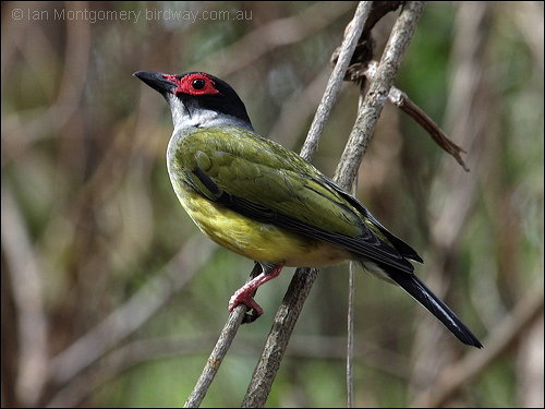 Green Figbird (Sphecotheres viridis) ©©Bing
