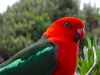 Australian King Parrot by&nbsp;Bellamoonnature