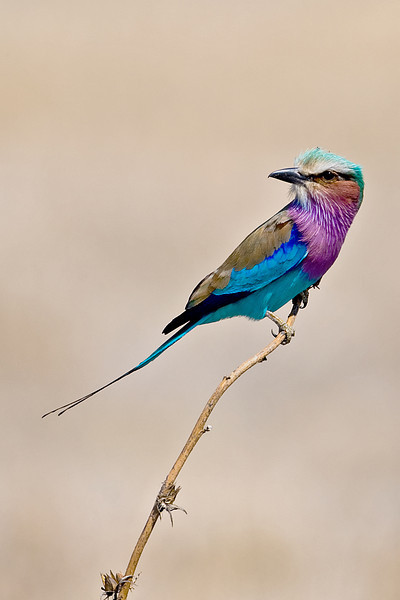 Lilac-breasted Roller by Africaddict