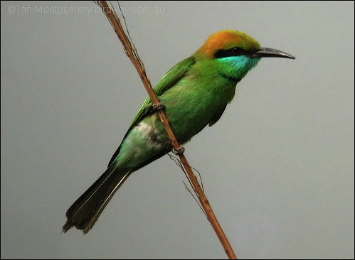 Green Bee-eater (Merops orientalis) by Ian