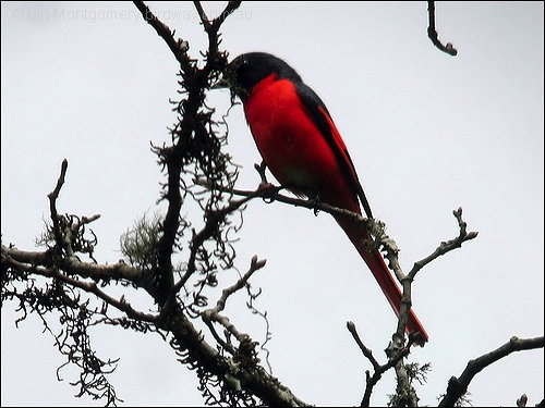 Long-tailed Minivet (Pericrocotus ethologus) ©©Bing