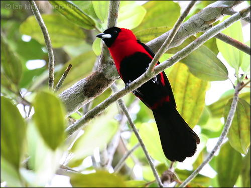 Masked Crimson Tanager (Ramphocelus nigrogularis) ©©Bing