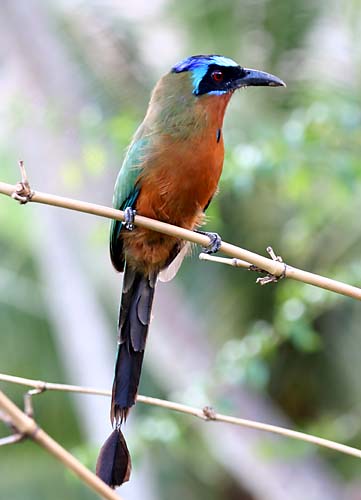 Blue-crowned Motmot (Momotus coeruliceps) by Ian