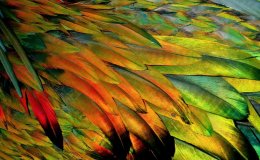 Creation Moments – Evolution of&nbsp;Feathers