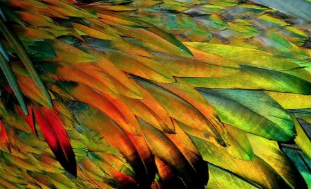 Nicobar Imperial Pigeon (Ducula nicobarica) Feather ©©Global Dictator