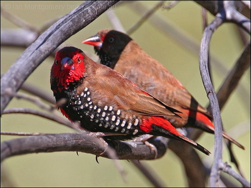 Painted Finch (Emblema pictum) ©©Bing
