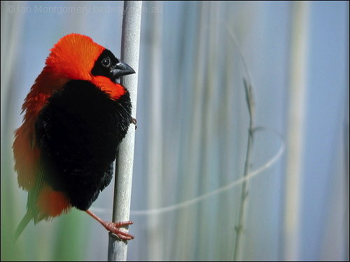 Red Bishop ©©Bing