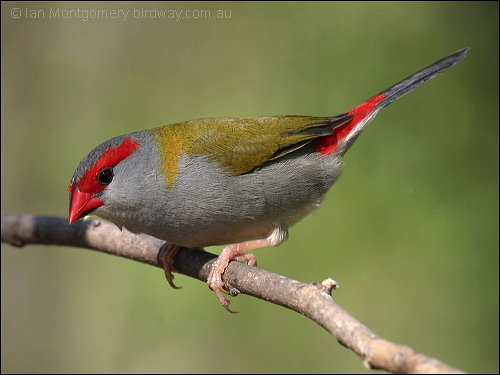 Red-browed Finch (Neochmia temporalis) ©©Bing