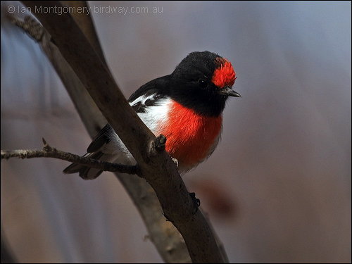 Red-capped Robin (Petroica goodenovii) ©©Bing