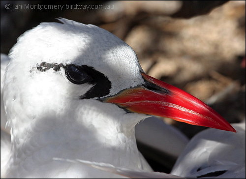 Red-tailed Tropicbird (Phaethon rubricauda)
