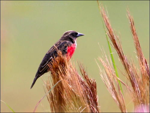 Red-breasted Blackbird (Sturnella militaris)