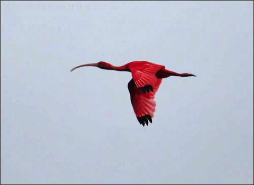 Scarlet Ibis (Eudocimus ruber) ©©Bing