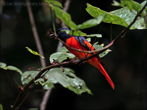 Scarlet Minivet (Pericrocotus speciosus) ©©Bing