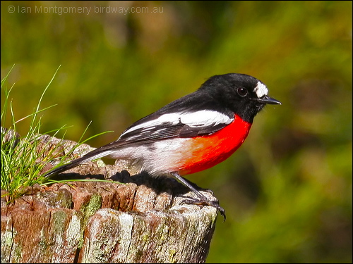 Scarlet Robin (Petroica boodang) ©©
