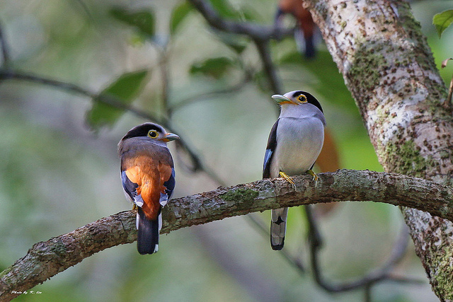 Silver-breasted Broadbill (Serilophus lunatus) ©© Bing