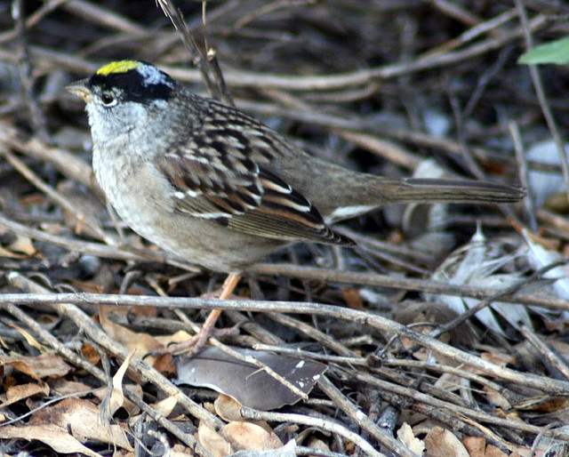 Silver and Gold ©©Bing