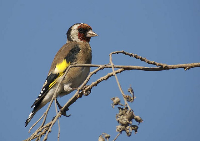 Silver and Gold ©©Bin