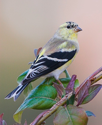 Silver and Gold ©©Bing