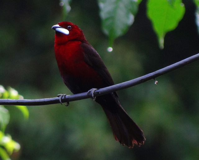 Silver-throated Tanager (Tangara icterocephala) ©©Bing