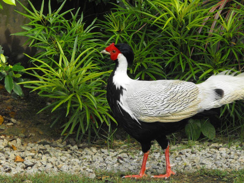 Silver Pheasant (Lophura nycthemera) ©©Bing