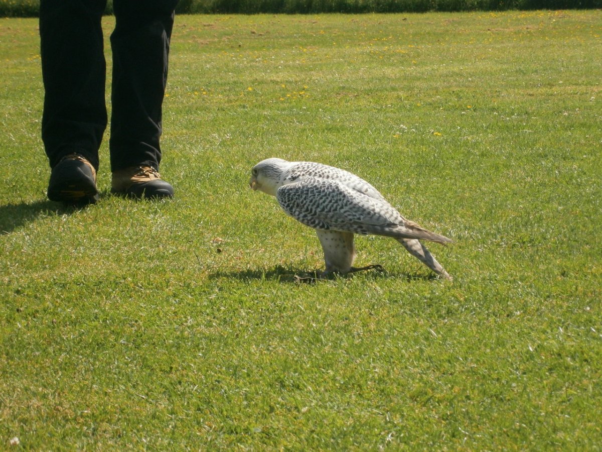 Silver Gyrsfalcon on Ground ©©Bing