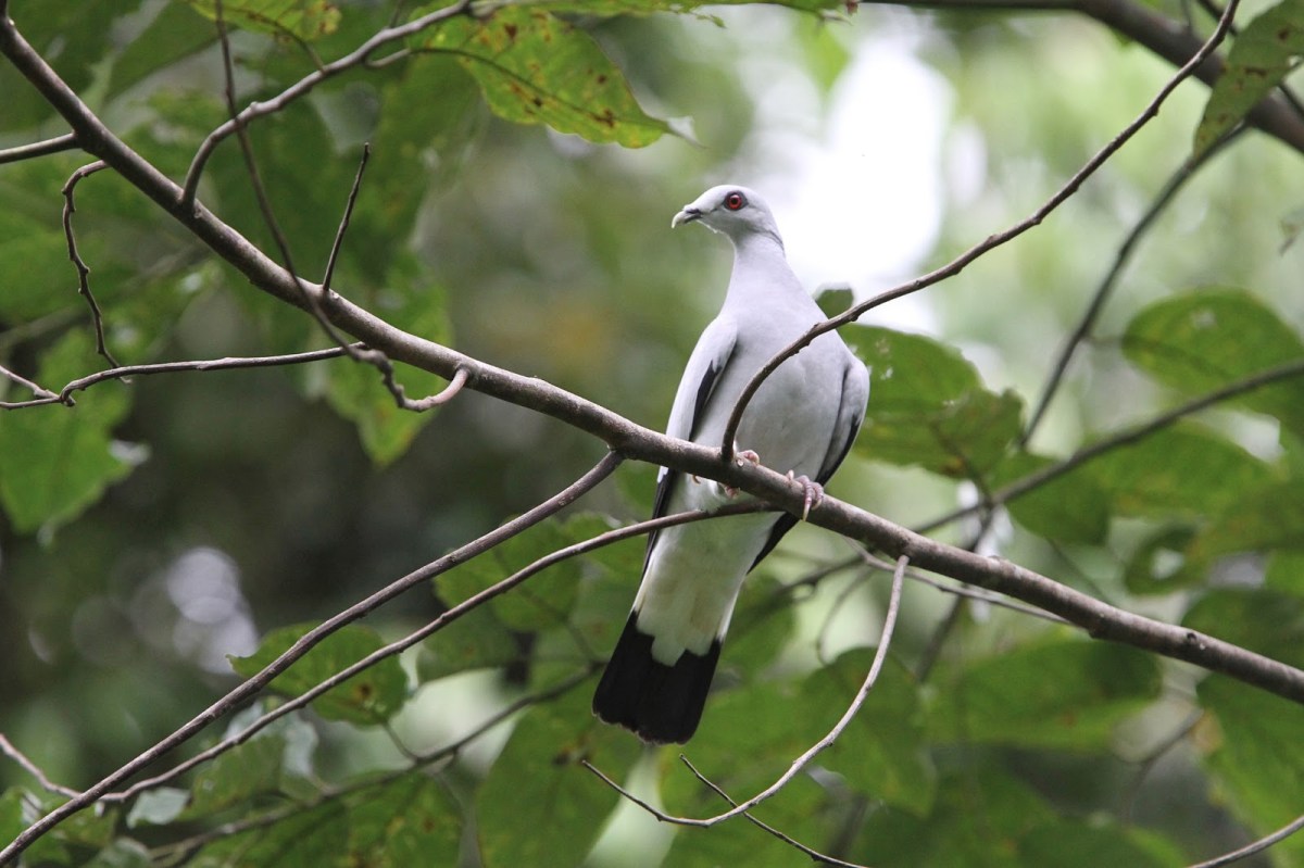 Silvery Pigeon (Columba argentina) ©©Bing