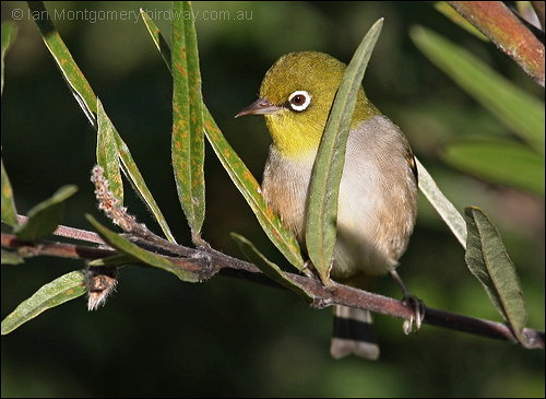 Silvereye (Zosterops lateralis) ©©Bing