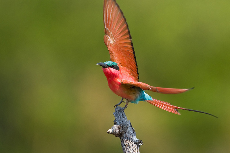 Southern Carmine Bee-eater by Africaddict