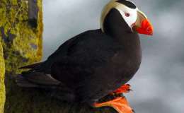 The Birth of Surtsey Island – Creation&nbsp;Moments